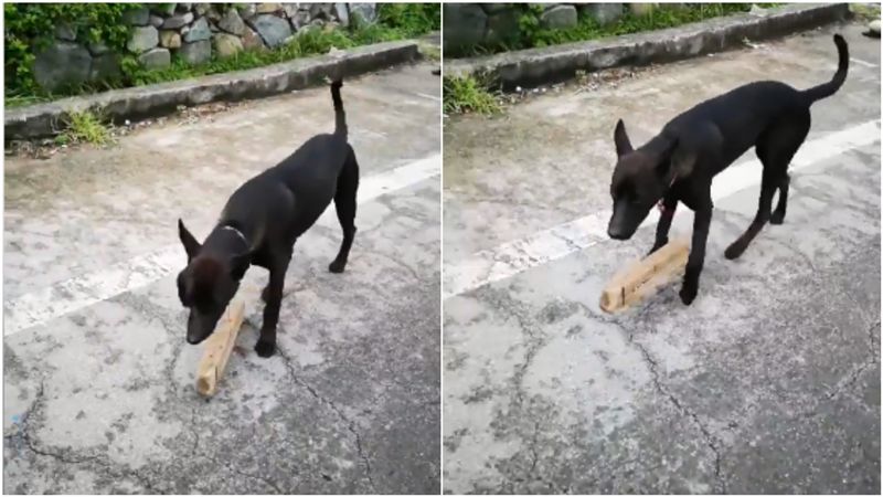 黑犬脖上綁木棍！他疑虐狗…網曝用意