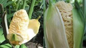 玉米,巴拿馬草,泡麵,拉麵,推特。(合成圖/翻攝自推特)