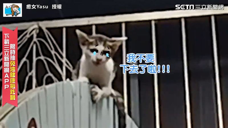 小貓受困媽擔憂　網友神配音瞬間歪樓