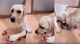 狗,拉布拉多,拉不拉多,雞腿,Seven（圖／翻攝自抖音）