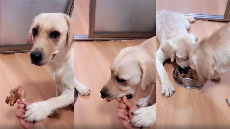 奴才戲弄幼犬！狗媽媽溫柔阻止網融化