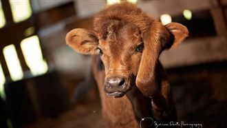 「5腳小牛」爆紅　第五隻腳掛頭上