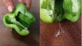 青椒有世界最小毒蛇，其實國際型謠言，組合圖