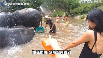 浸屎水幫大象洗澡　她驚：應該吃到了