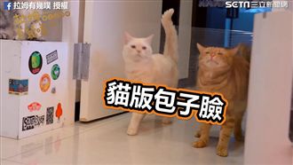 喵星人見最愛乾乾　爆笑直衝保鮮膜牆