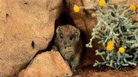 （１６：９）Kalutas,澳洲,繁殖,精盡身亡,極端（圖／翻攝自
FAIXA PRETA ACOST YouTube）