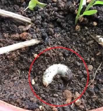 九層塔盆栽驚見6公分 肥蟲 昆蟲專家 刀下留蟲 生活 三立新聞網setn Com