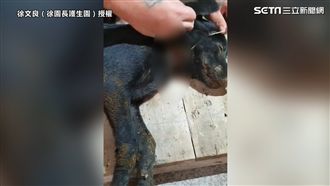 浪浪中了美味陷阱　橡皮筋緊勒險斷頸