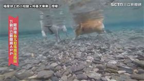 ▲長腿Mumu在水中走得很穩，短腿樂樂划得很拼命。（圖／喵星球上的小短腿ｘ柯基犬樂樂  授權）