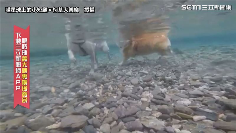 柯基跟長腿米克斯尬泳　小短腿拼命划