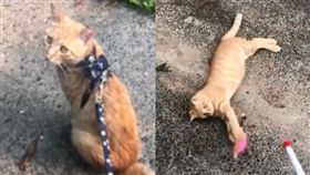 四川,地震,貓,動物,災難,倒塌,暴躁,廁所,吵醒,寵物,天災,預知,預感, 圖／翻攝自微博　