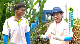 草地狀元－尾椎肥皂（圖／草地狀元Youtube)