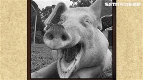 非洲豬瘟,菲律賓,肉,台灣,防檢局