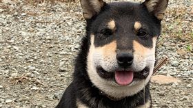 黑柴,流口水,蜜蜂,日本（圖／翻攝自推特）