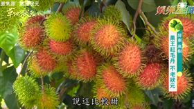 圖／草地狀元紅毛丹