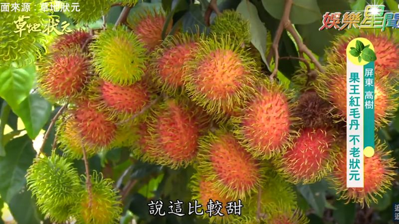 台灣吃得到！老農40年造紅毛丹王國