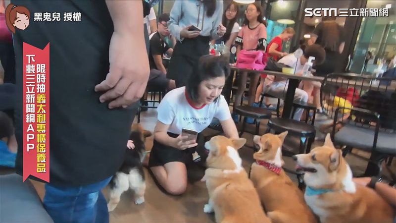 泰國柯基咖啡廳　短腿店員團團包圍