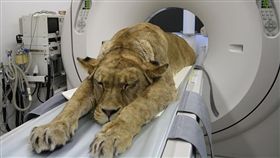 大毛孩健檢！獅子「趴得像小孩」　網笑：工讀生快出來！