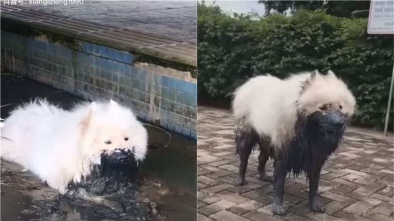 薩摩耶半身浸泡在泥巴浴　主人超崩潰