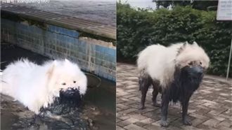 薩摩耶半身浸泡在泥巴浴　主人超崩潰