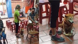 柴犬被嚇到廟裡收驚　神明前低頭憨笑