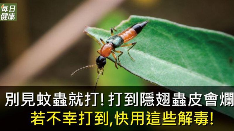 別見蚊蟲就打！隱翅蟲一拍皮膚恐爛