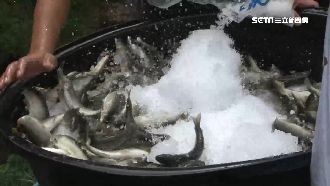 中秋夯貨！隱藏版烤香魚9萬尾全搶光