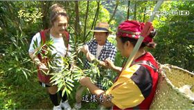 草地狀元-馬告(圖-草地狀元Youtube)