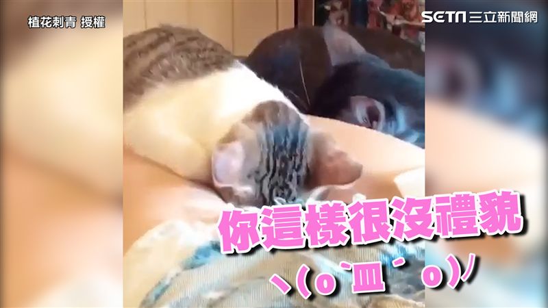 貓咪睡女客人下面　助理尷尬：沒禮貌