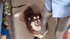 雪橇犬要買玩具。（圖／翻攝自抖音APP「30645495993」）