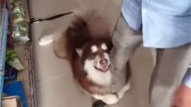 雪橇犬抱把拔大腿　地板滑行網友笑翻