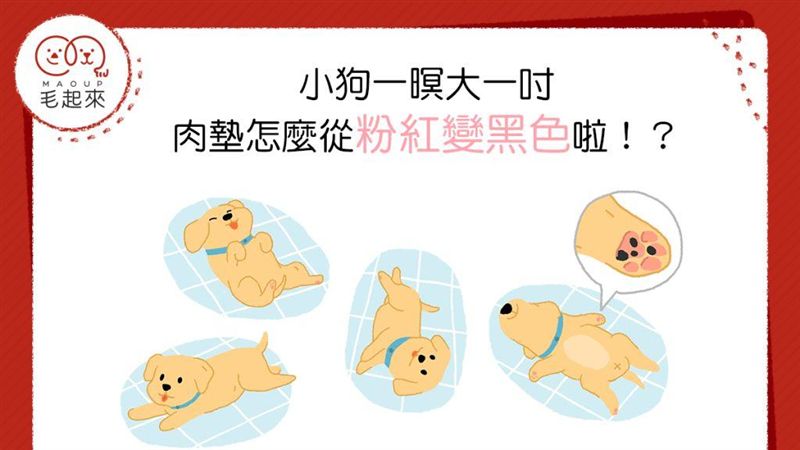 小狗一暝大一吋　肉墊怎麼變黑色啦？