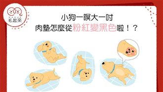 小狗一暝大一吋　肉墊怎麼變黑色啦？