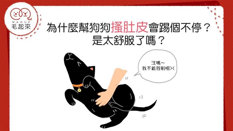 幫狗狗搔肚皮會踢個不停？太舒服了嗎