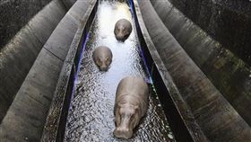 澀谷鬧區驚見「3隻河馬」民眾搶拍…得知真相只能笑自己傻,翻攝自推特