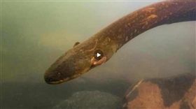 發現最強發電生物-電鰻！電壓高達860伏特（圖／翻攝自梨視頻）