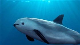 小頭鼠海豚,墨西哥,海豚,加利福尼亞灣。(圖/翻攝自臉書)