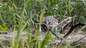 美洲豹大戰鱷魚（圖／翻攝自SWNS TV YouTube）