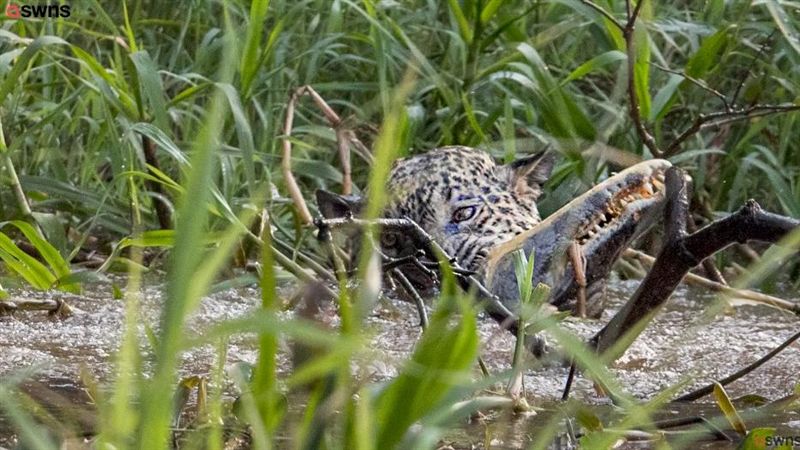 猛豹大戰凶鱷！牠遭KO下場死很慘