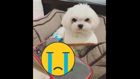 復仇,大便,手機,陪伴,主人,馬爾濟斯