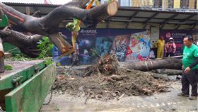 商場移植行道樹缺失　高雄養工處將開罰（2）義大新建大型購物中心「義享天地」，未依規定修剪行道樹被舉發，高雄市政府養工處11日會勘，確認業者未依規定修剪及通知督導，將依規定裁罰，並嚴格督導後續移植作業。（高雄市愛樹人協會提供）中央社記者王淑芬傳真  108年9月11日