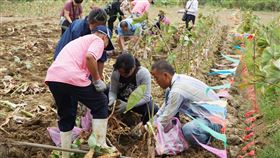 金門縣,芋頭季,挖芋體驗活動,報名,額滿為止(圖/中央社)