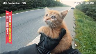 小貓受困大馬路　騎士秒下車暖心救援