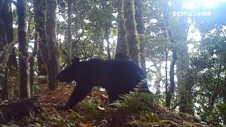 入住山屋遇黑熊！山友驚嚇架梯堵門