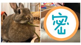 主人把牠當枕頭！「萌兔」不敢動…醒來驚見一坨「扁麻糬」,兔子,翻攝自推特