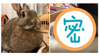 主人睡著「萌兔」卻不敢動！下場變…