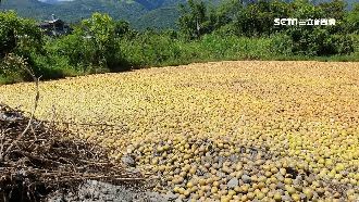 藍委控文旦當垃圾丟！農委會駁：抹黑