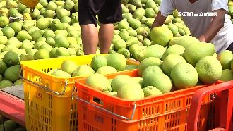 收購次級文旦！能製精油、果汁、堆肥