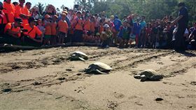中秋前夕 5隻稀有海龜回大海與家人團圓（1）中秋前夕，台東杉原海邊12日有一場稀有海龜野放回大海活動，5隻海龜奮力奔向大海，小朋友在一旁為牠們加油打氣希望他們能趕在中秋節和家人團圓。（照片民眾提供）中央社記者盧太城台東傳真 108年9月12日