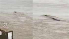 中國版尼斯湖水怪？ 三峽大壩驚見巨型神秘生物在戲水(圖/翻攝自微博)